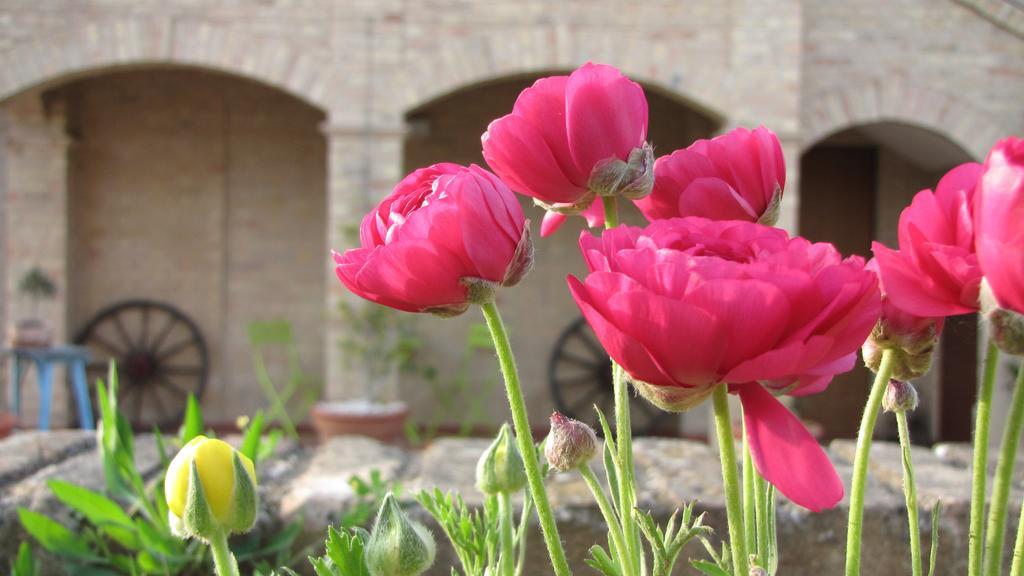 צ'יביטאנובה מארקה Bed And Breakfast Aratro & Rosmarino חדר תמונה