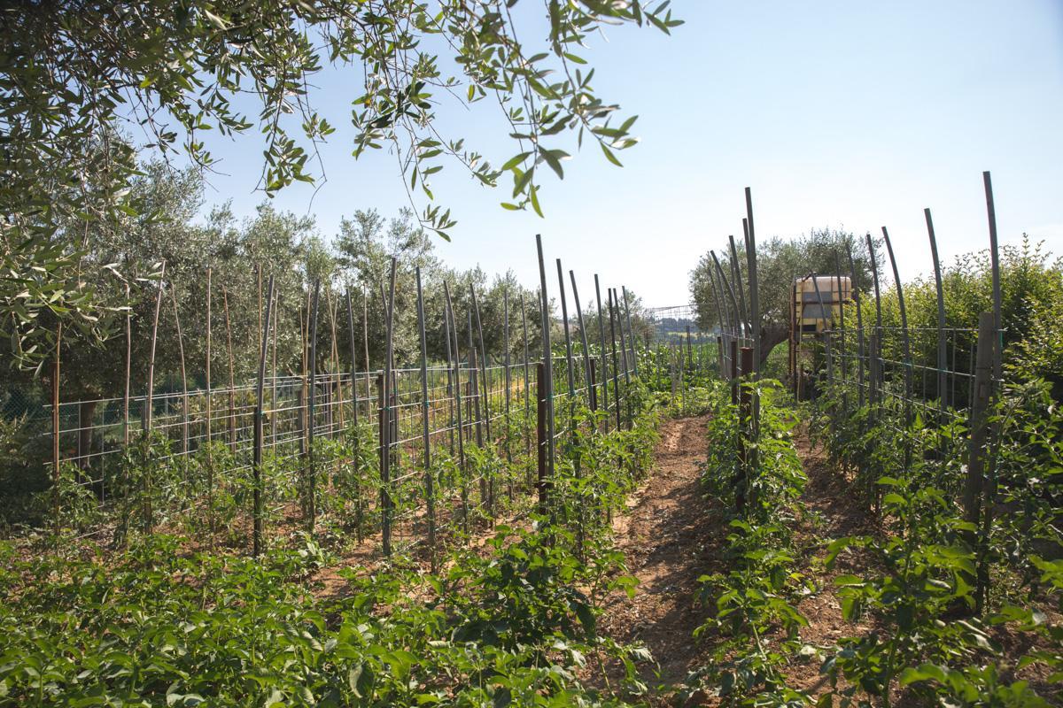 צ'יביטאנובה מארקה Bed And Breakfast Aratro & Rosmarino מראה חיצוני תמונה